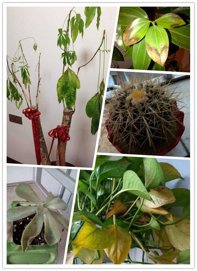 用钢丝网搭个塑料棚，把院子里花花草草搬进去，施工简单保温也好