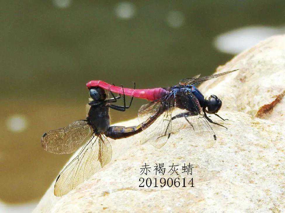 奇妙的蜻蜓豆娘交配产卵方式