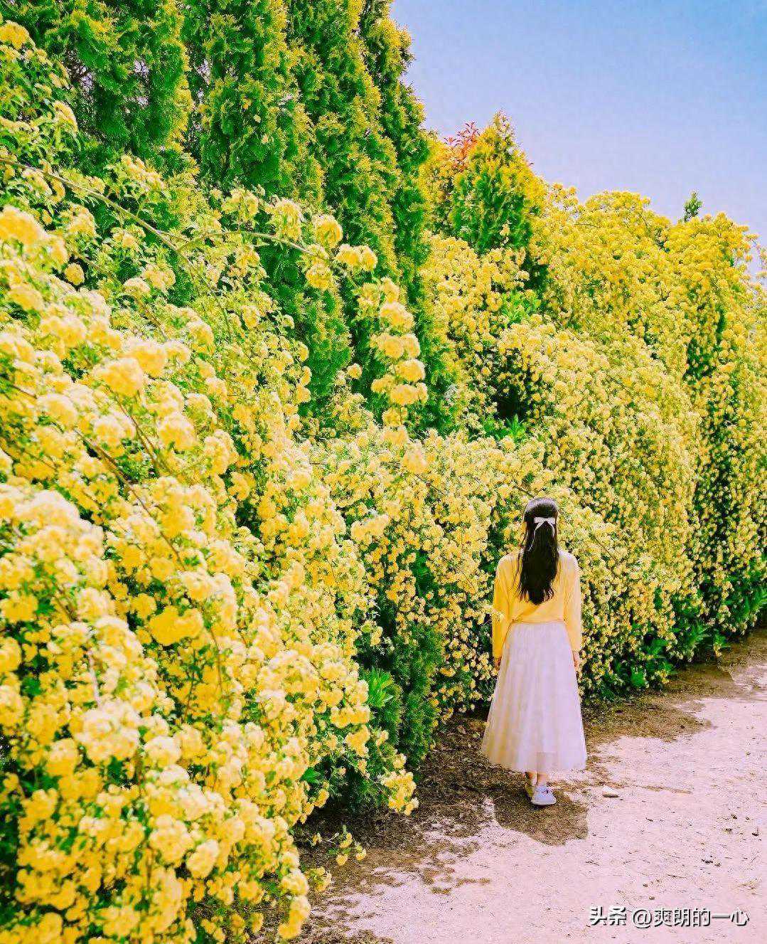 花成墙，风景很美