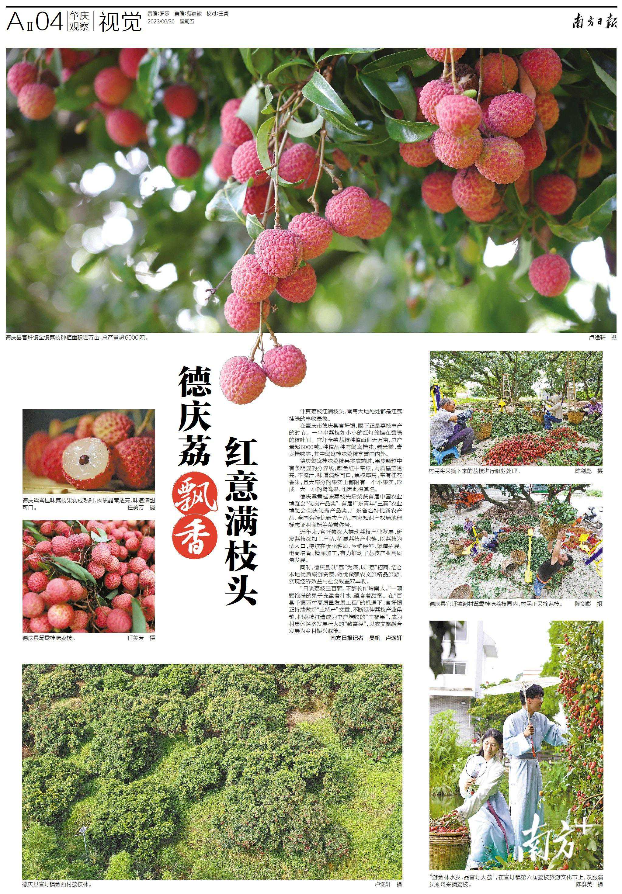 红意满枝头，德庆荔飘香