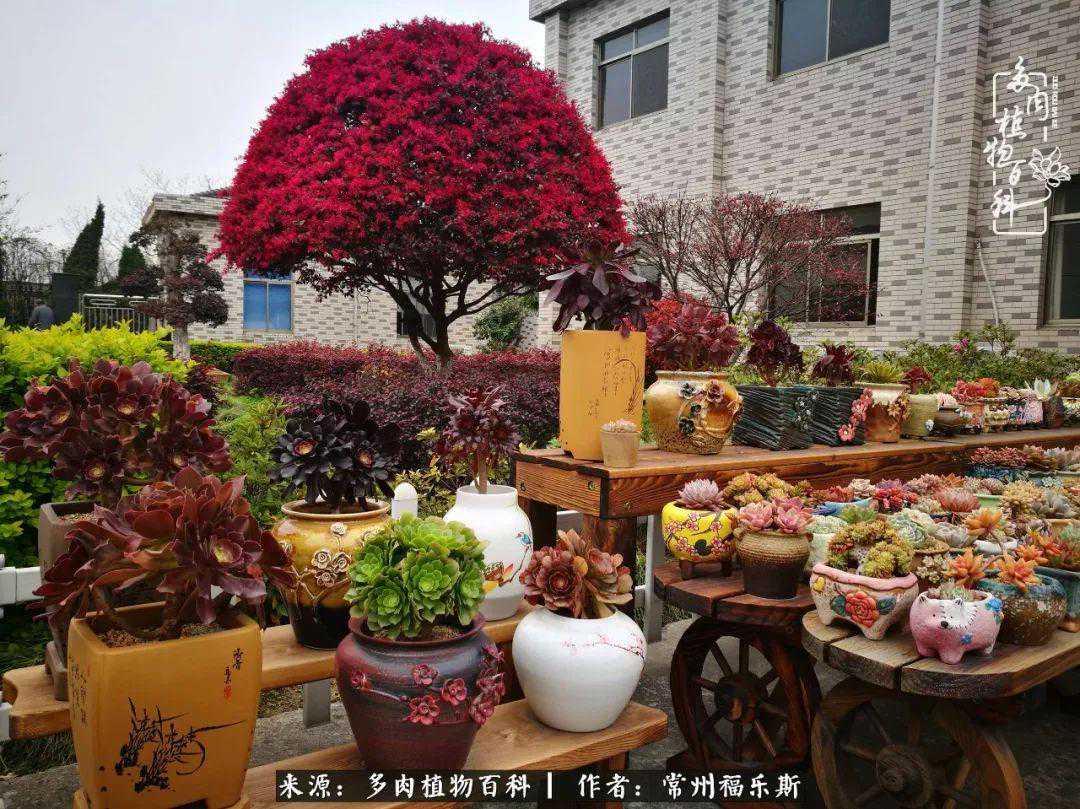 春天里，赏一院多肉，惹一身花香！
