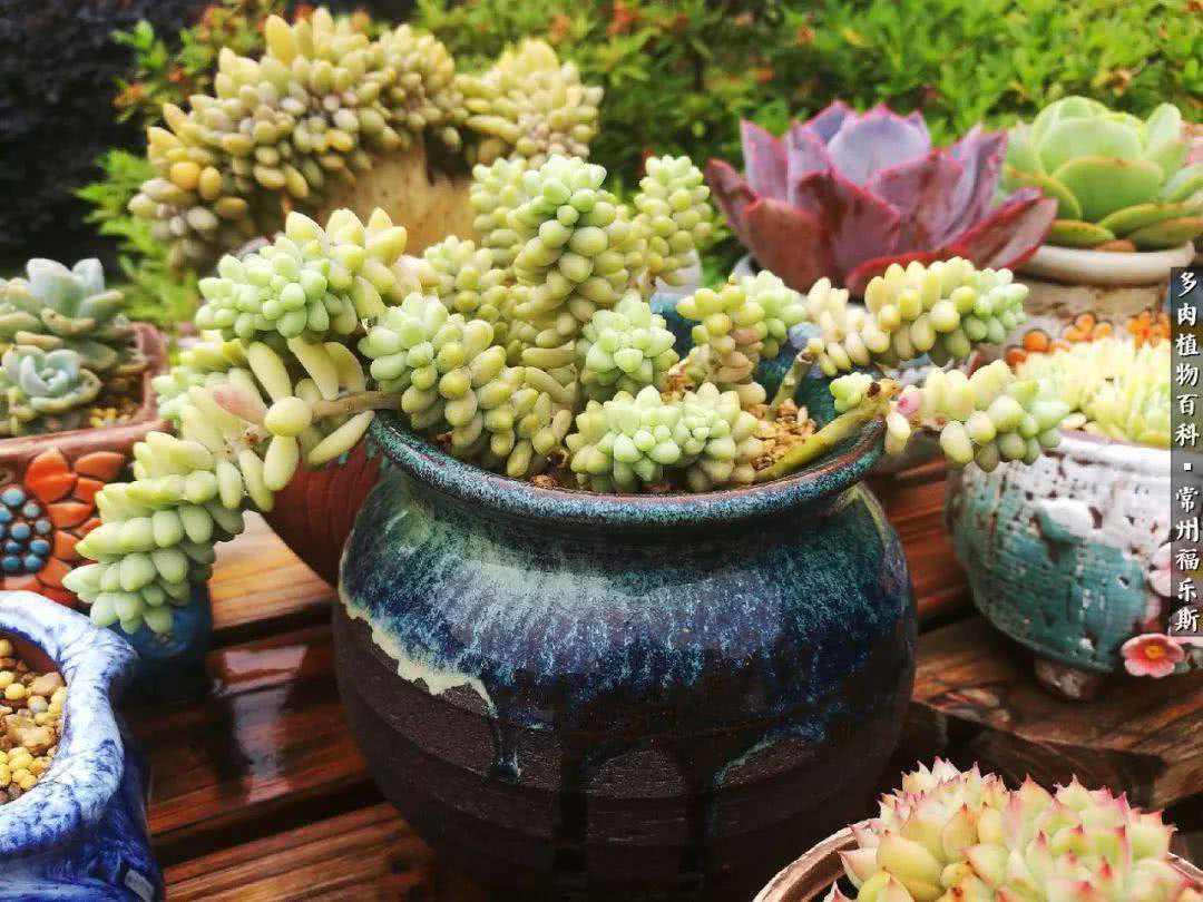 包邮区养多肉，懂得取舍，选择放弃，有时也是一种智慧！