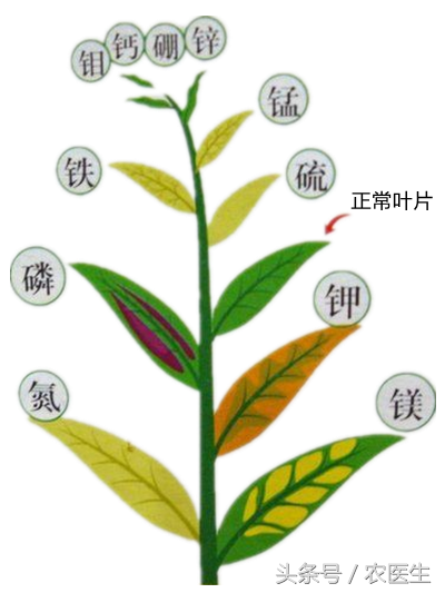 用硅肥注意了：单硅酸是唯一可以被作物直接吸收利用的有效态硅